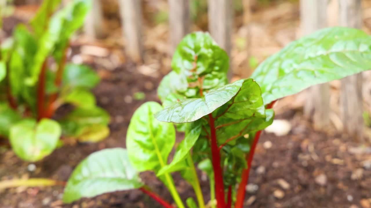 las plantas de espinaca crecen en una cama de jardín con el tiempo. la iluminación brillante destaca hojas verdes vibrantes y tallos rojos