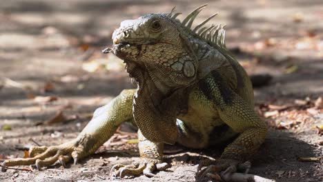 dinosaur looking reptile lays still on rainforest floor on a sunny day, slowmo