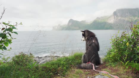 a alaskan malamute dog sitting at grassy hillside looking at the island on the horizon in segla, senja, norway