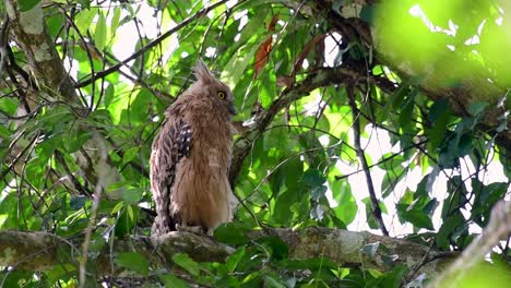 the buffy fish owl is a big owl and yet the smallest among the four fish owls