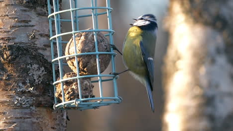 Tit-Azul-Euroasiático-En-Comedero-Para-Pájaros-Cantando-Y-Picoteando-Semillas,-Cámara-Lenta