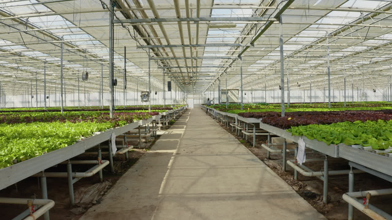 Greenhouse with Lettuce Crops