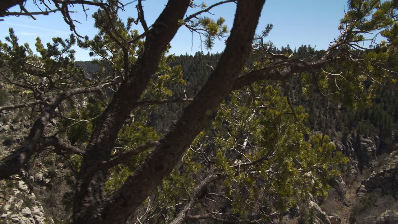pasar junto a un grupo de árboles revela la majestuosidad de la naturaleza del cañón de la nuez