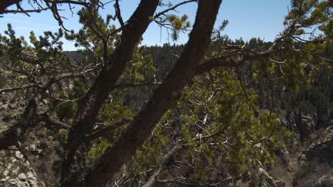 Moving-past-a-set-of-trees-reveals-the-majesty-of-the-nature-of-Walnut-Canyon