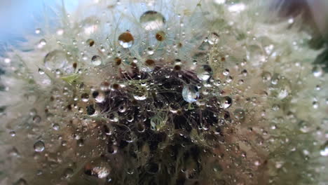 dandelion with dew drops