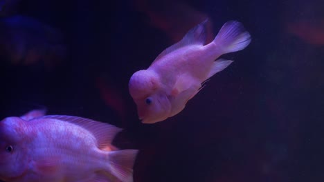 pink cichlids swimming in aquarium