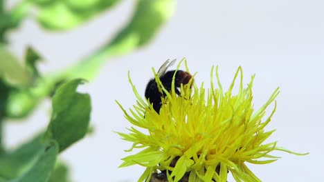 Eine-Makro-Nahaufnahme-Einer-Hummel-Auf-Einer-Gelben-Blume,-Die-Nach-Nahrung-Sucht