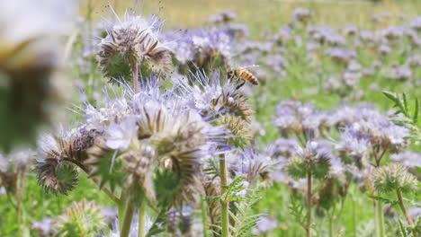 revelando abejas en el campo de flores en flor recogiendo polen