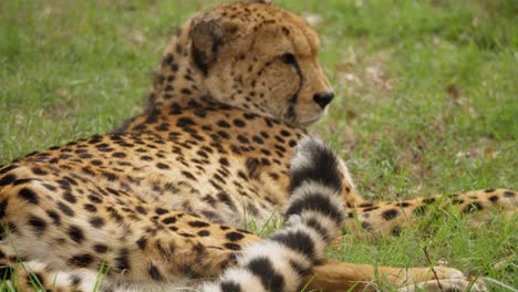 tired cheetah resting on the grass of a wildlife reserve