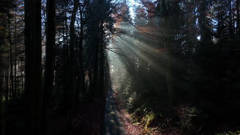 Morgendliche-Sonnenstrahlen,-Die-Durch-Bäume-Im-Nebligen-Wald-In-La-Goille,-Waadt,-Schweiz-Scheinen