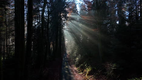 morning sunrays shining through trees in foggy forest in la goille, vaud, switzerland