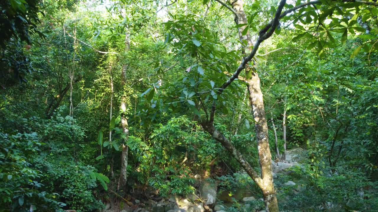 남미 콜롬비아의 민카 국립공원의 정글과 울창한 푸른 숲을 가로질러 이동합니다.