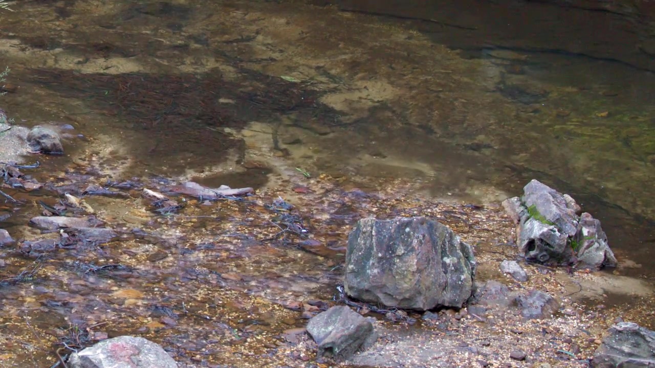 Ripresa grandangolare statica di un letto di ruscello poco profondo con acqua limpida che scorre su ciottoli.