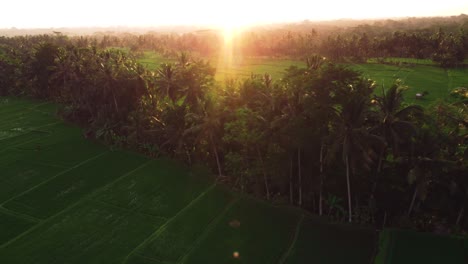 aerial video in an amazing landscape rice field near ubud, rice terraces, bali, indonesia, with a drone, above rice terraces in a beautiful day rice field