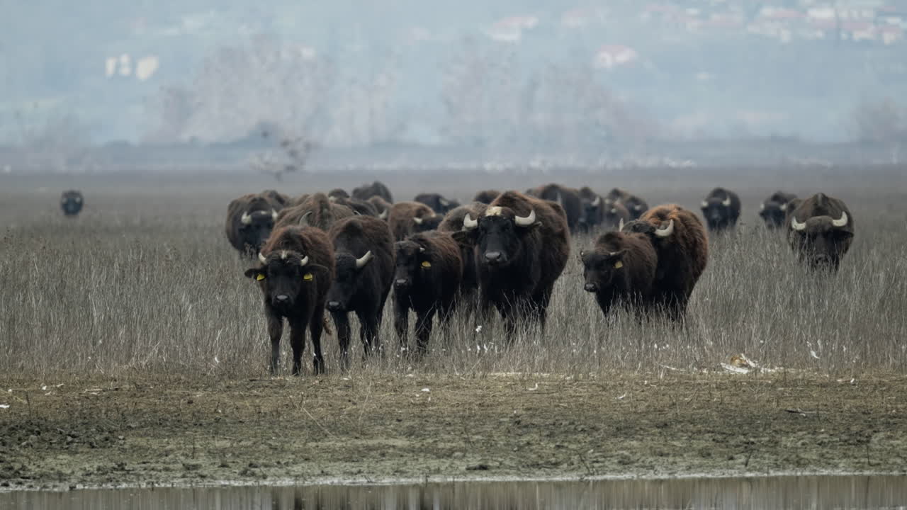 Una mandria di bufali d'acqua si muove costantemente attraverso le paludi nebbiose di Kerkini. Ideale per documentari sulla fauna selvatica e progetti a tema naturalistico.