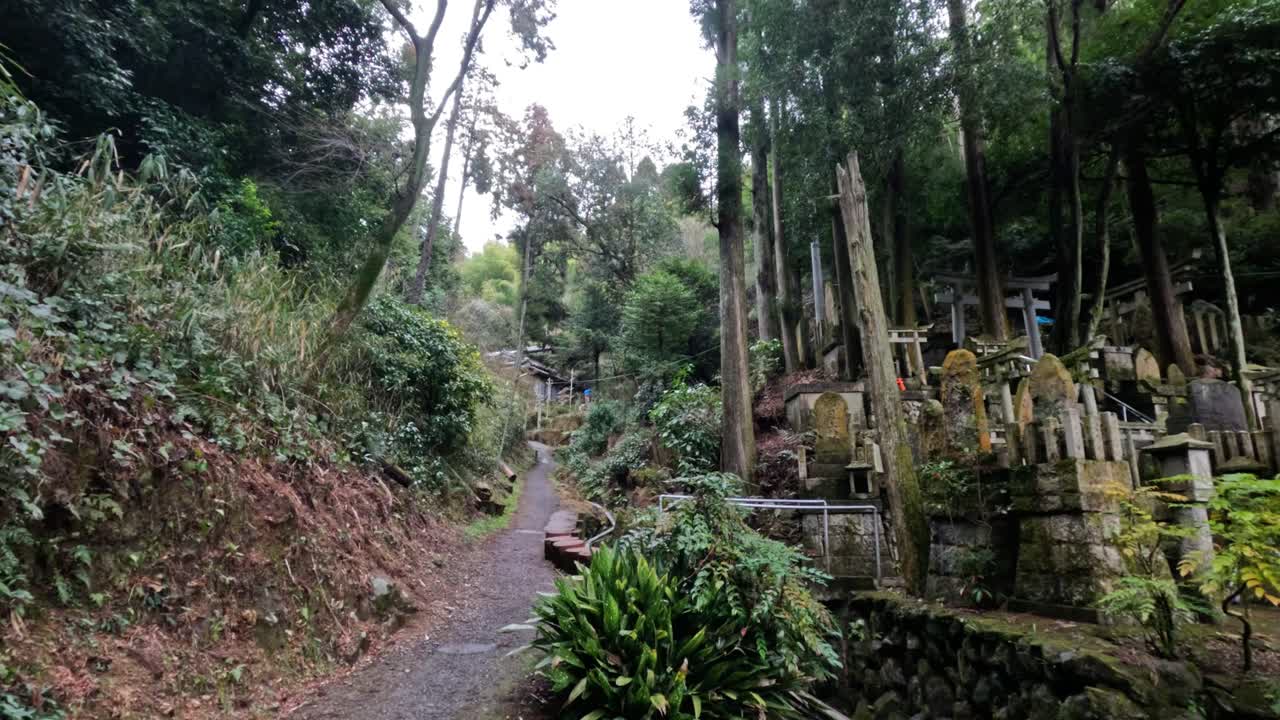 un paseo pacífico a través de un santuario del bosque sereno