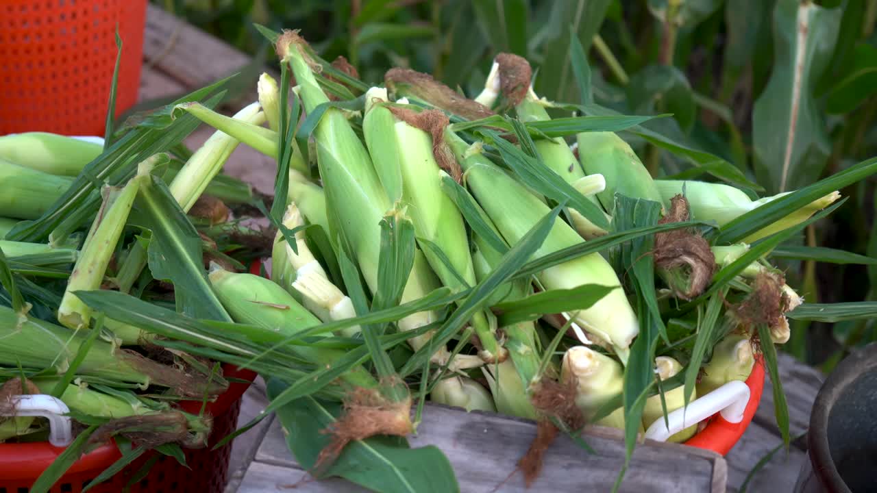 Freshly Harvested Corn