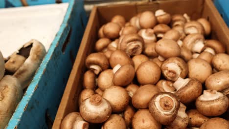 varios hongos exhibidos en cajas azules