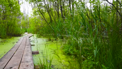 wooden hiking trail in the middle of swamp and bog water that is covered with green plants, leaves weeds