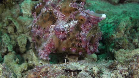 un pez rana verde que camina sobre un arrecife de coral