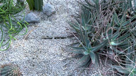 cacti and succulents in a greenhouse setting