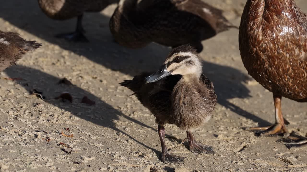 A group of ducklings closely follows their mother across a sunlit sandy surface.