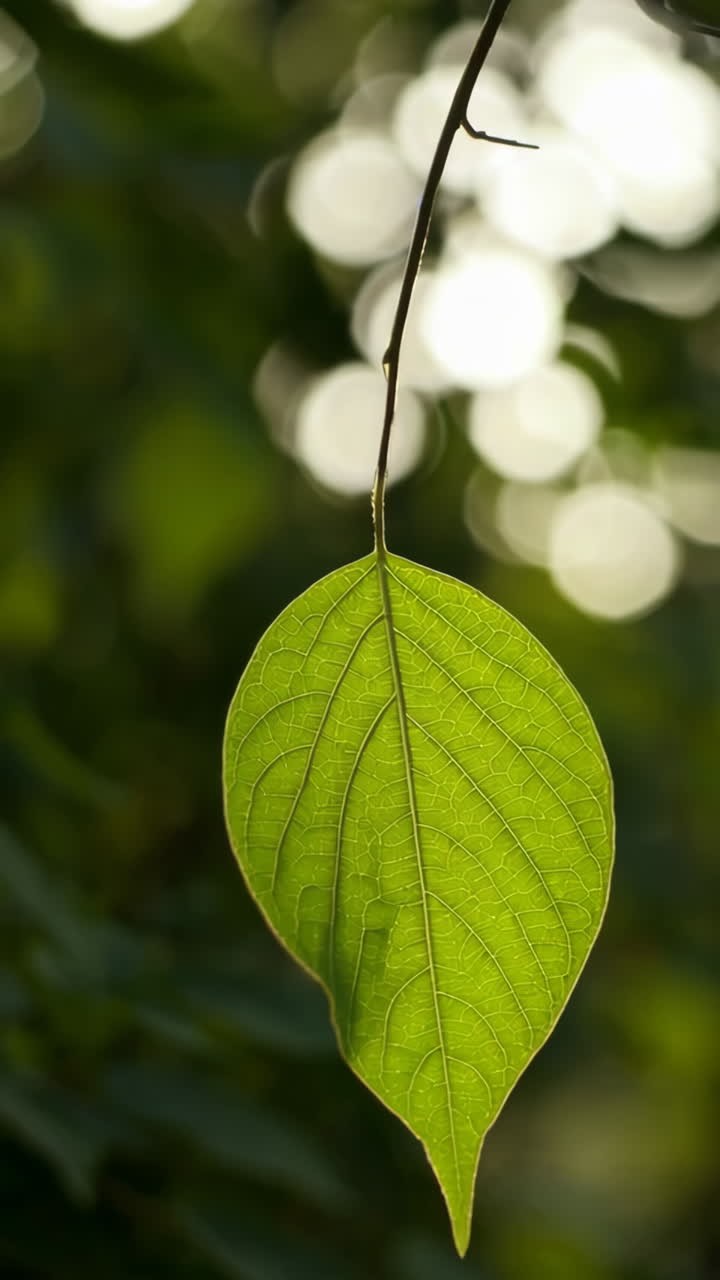 Close-up of a vibrant green leaf