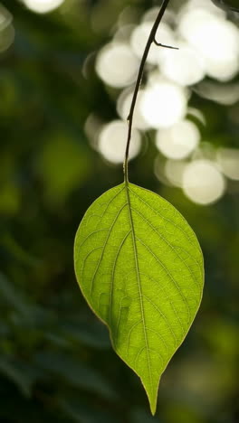 close-up of a vibrant green leaf