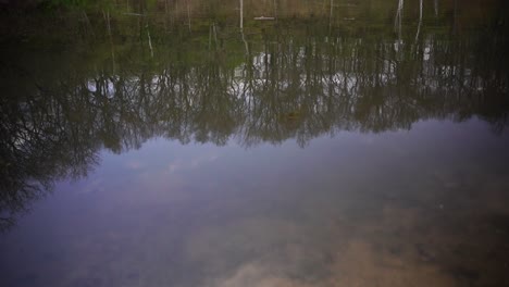 reflection of trees is still dirty water pan to the trees in fall colors