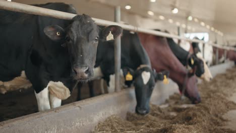 dairy cows in a cowshed for industrial agriculture - rack focus