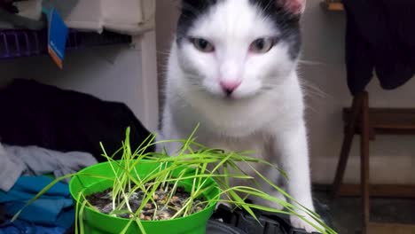 black and white cat eat catnip or herb sprouts from a pot, healthy nutrition