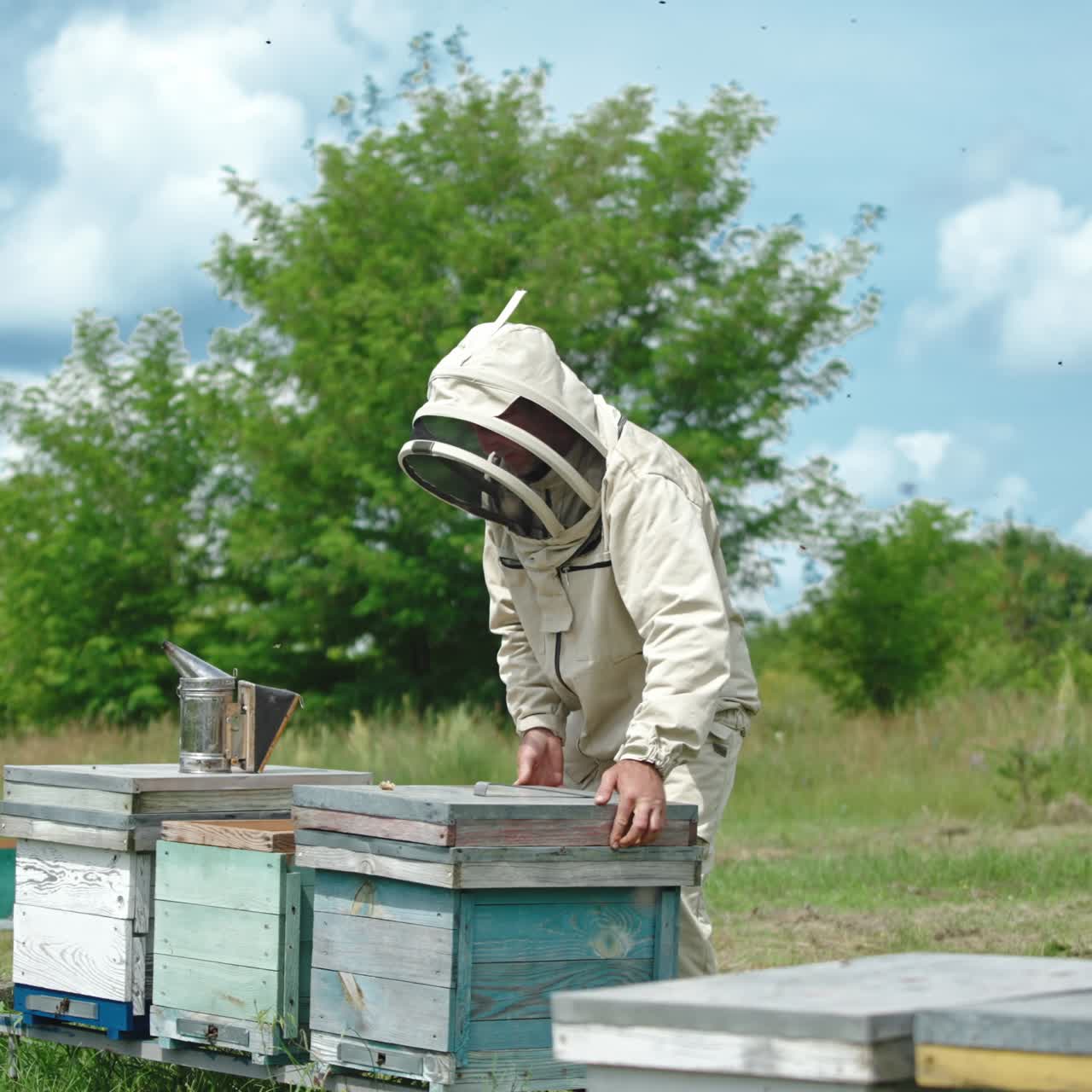 Male apiarist working on his bee farm located in the nature. Man in special outfit opening the lids of beehives. Lots of bees flying around