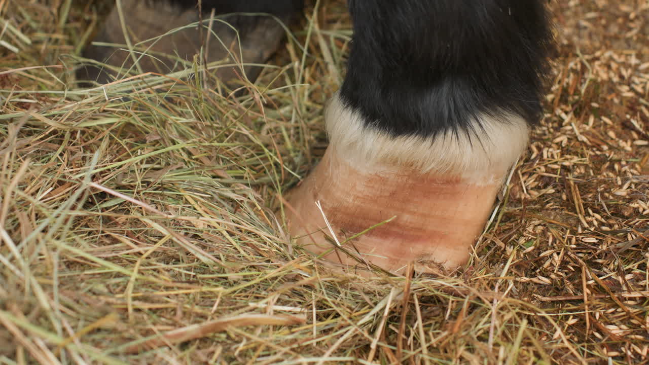 디테일한 암말의 발굽 접촉, 말 먹이 주는 장면 클로즈업, 암말과 짚으로 된 깔짚이 있는 양치기 일상, 따뜻한 조명 아래 외양간에서 건초를 살짝 건드리는 암말의 친밀한 순간