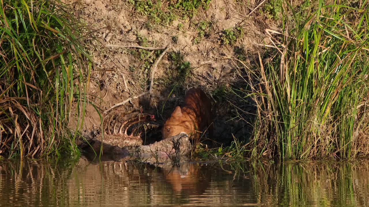 perro silbante cuon alpinus visto mirando alrededor y comienza a comer mientras un lagarto monitor asiático llega para unirse a la fiesta, parque nacional khao yai, tailandia