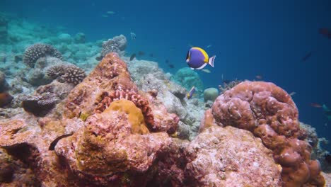 Arrecife-Con-Una-Variedad-De-Corales-Duros-Y-Blandos-Y-Peces-Tropicales.-Maldivas-Océano-índico.