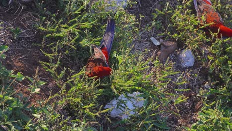 crimson rosella foraging in natural habitat