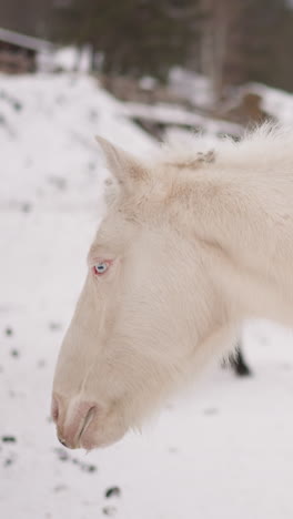 white horse with fluffy mane grazes in snowy highland in cold weather. herd of domestic animals looking for food in gorny altai covered with snow closeup