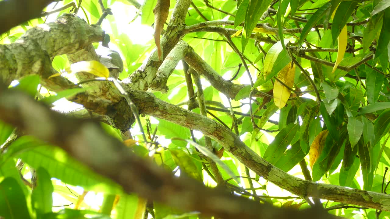 더운 여름날 정글에서 나무 횃대에 앉아 있는 예쁜 비둘기를 발견했다