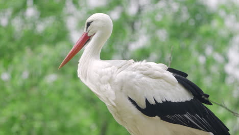 cigüeña blanca occidental descansando de pie en el nido en un árbol - vista de bajo ángulo de primer plano