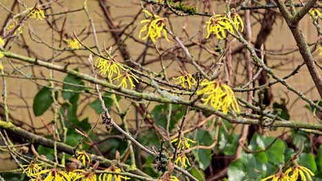 Chinese witch hazel