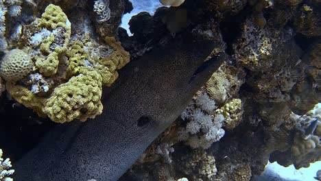 underwater shot of a moray eel peeking out of a coral reef .