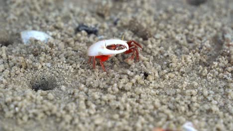 Close-up-shot-of-a-male-sand-fiddler-crab-with-mismatched-claws,-foraging-and-sipping-minerals-from-the-tidal-flat,-consuming-micronutrients-and-forming-small-sand-pellets