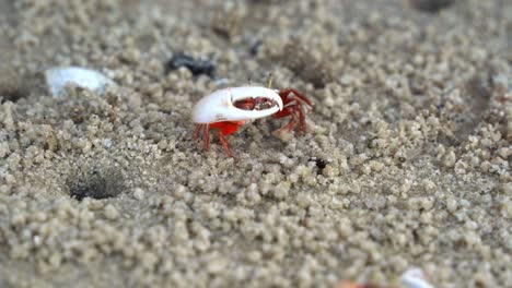 fotografía de cerca de un cangrejo violinista de arena macho con garras desajustadas, buscando alimento y bebiendo minerales del plano de marea, consumiendo micronutrientes y formando pequeñas bolitas de arena