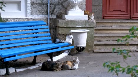 many stray cats sitting near a bench in the park