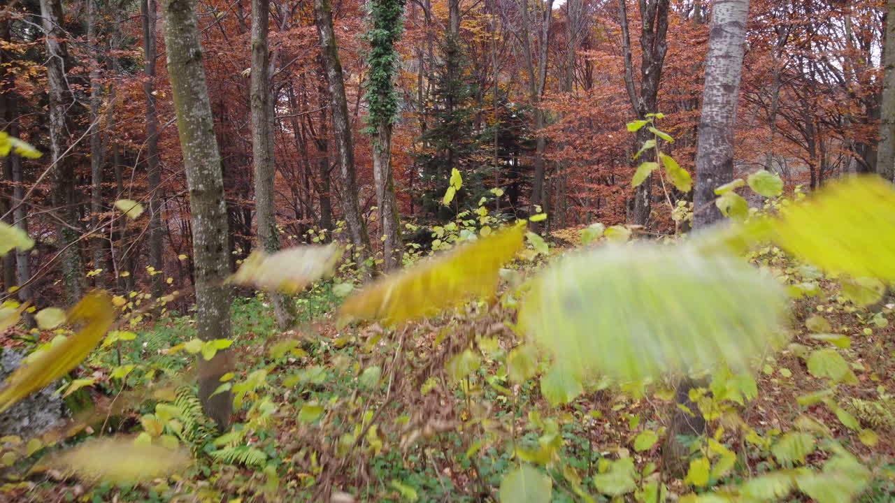 árboles del bosque de otoño follaje amarillo y rojo, vista aérea del bosque en temporada de otoño