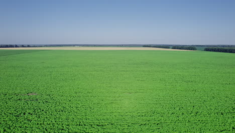 field with young sunflower plantation