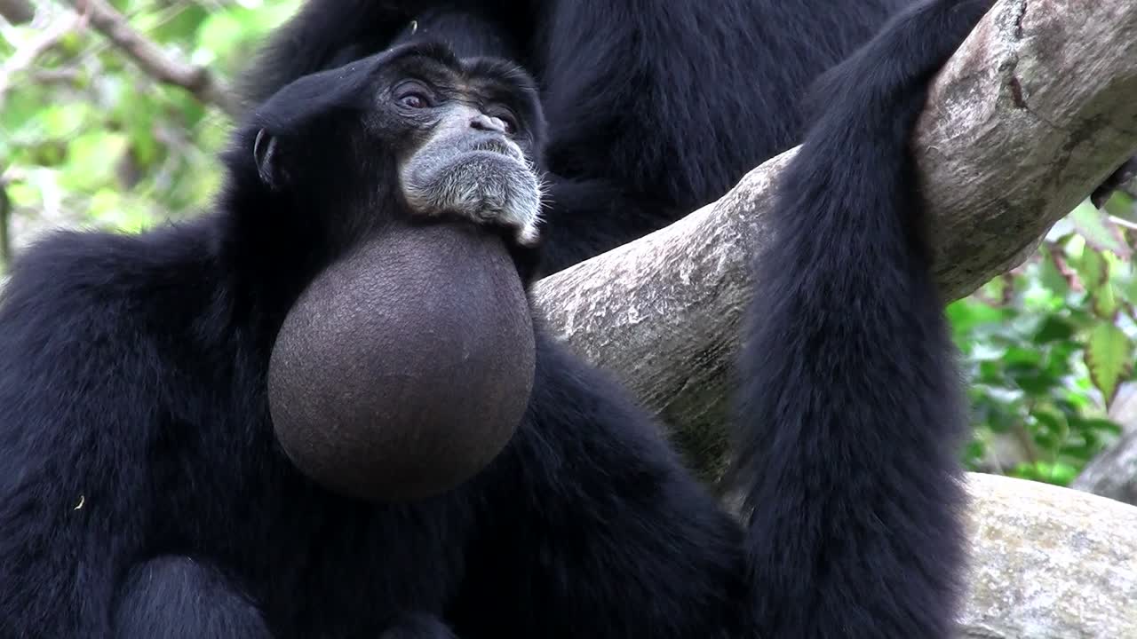 un gibón siamang de indonesia cuelga de un árbol e infla su barbilla 2