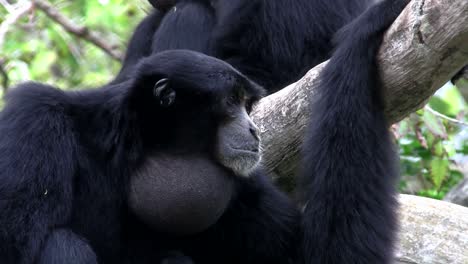 印度尼西亞的馬 (siamang gibbon) 在樹上吊著,將下巴膨起來