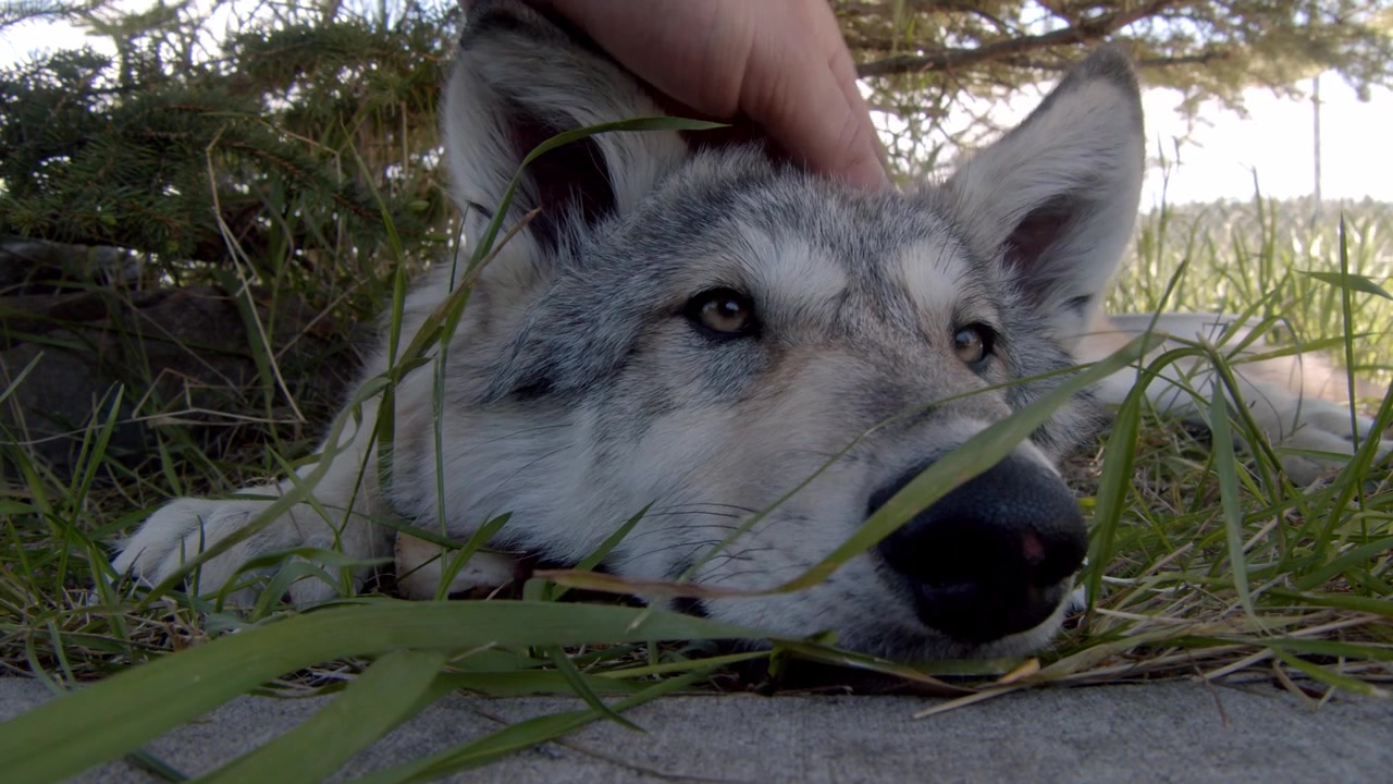 A grey wolf named Koa.