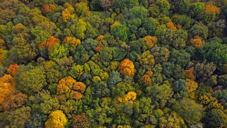 top down autumn wood. aerial top view of autumn forest with colorful trees 03